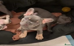 French Bulldog dogs for sale: French bulldogs  in Ashton-under-Lyne - Image 2
