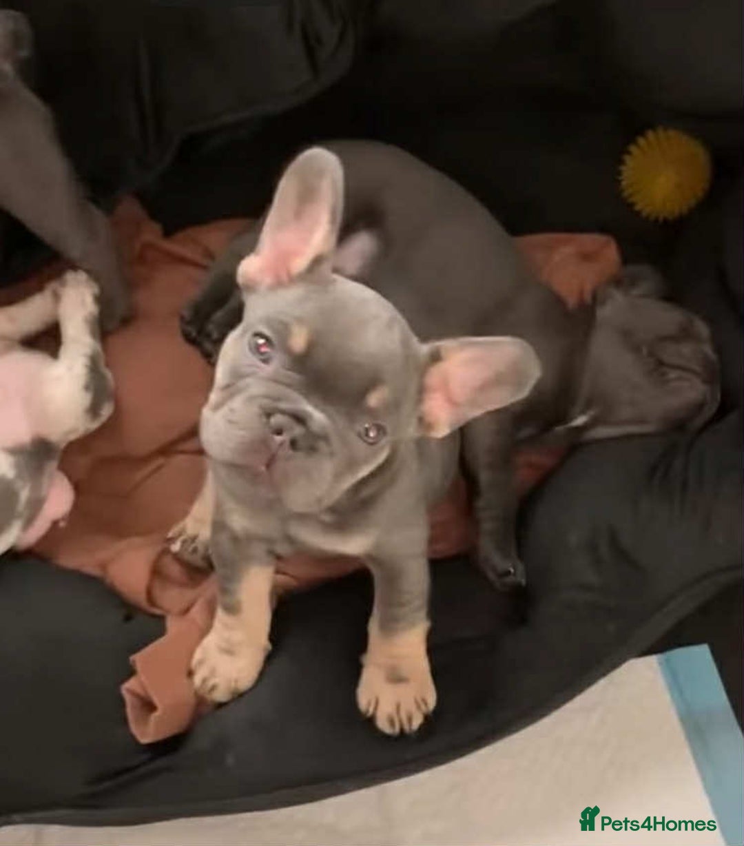 French Bulldog dogs for sale: French bulldogs  in Ashton-under-Lyne - Image 2