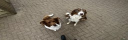 Border Collie dogs for sale: Beautiful Red tri pups  - Advert 2