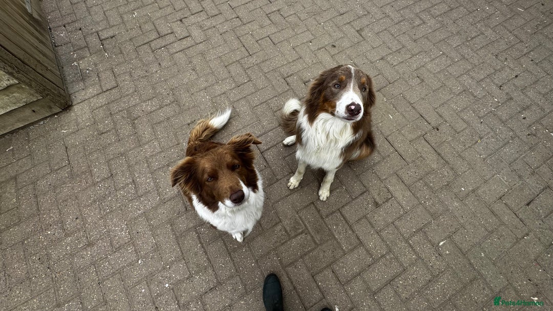 Border Collie dogs for sale: Beautiful Red tri pups  - Advert 2