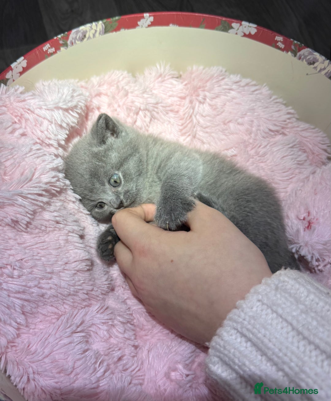 British Shorthair cats for sale: Beautiful British Shorthair Blue Kittens Available - Advert 6