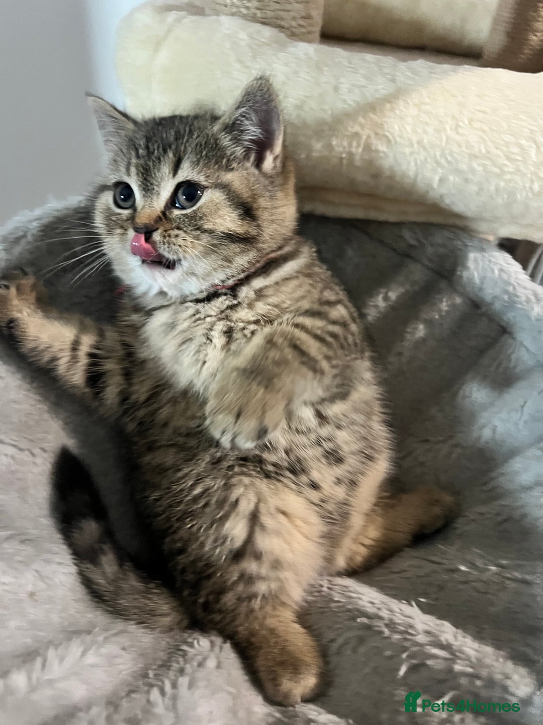 British Shorthair cats for sale: British Shorthair Kittens 🐱  - Advert 3