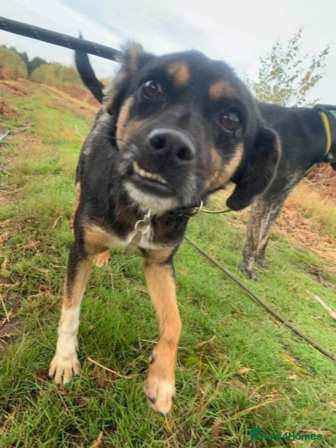 Mixed Breed dogs for adoption: Paddy - Norwich Norfolk  - Advert 19