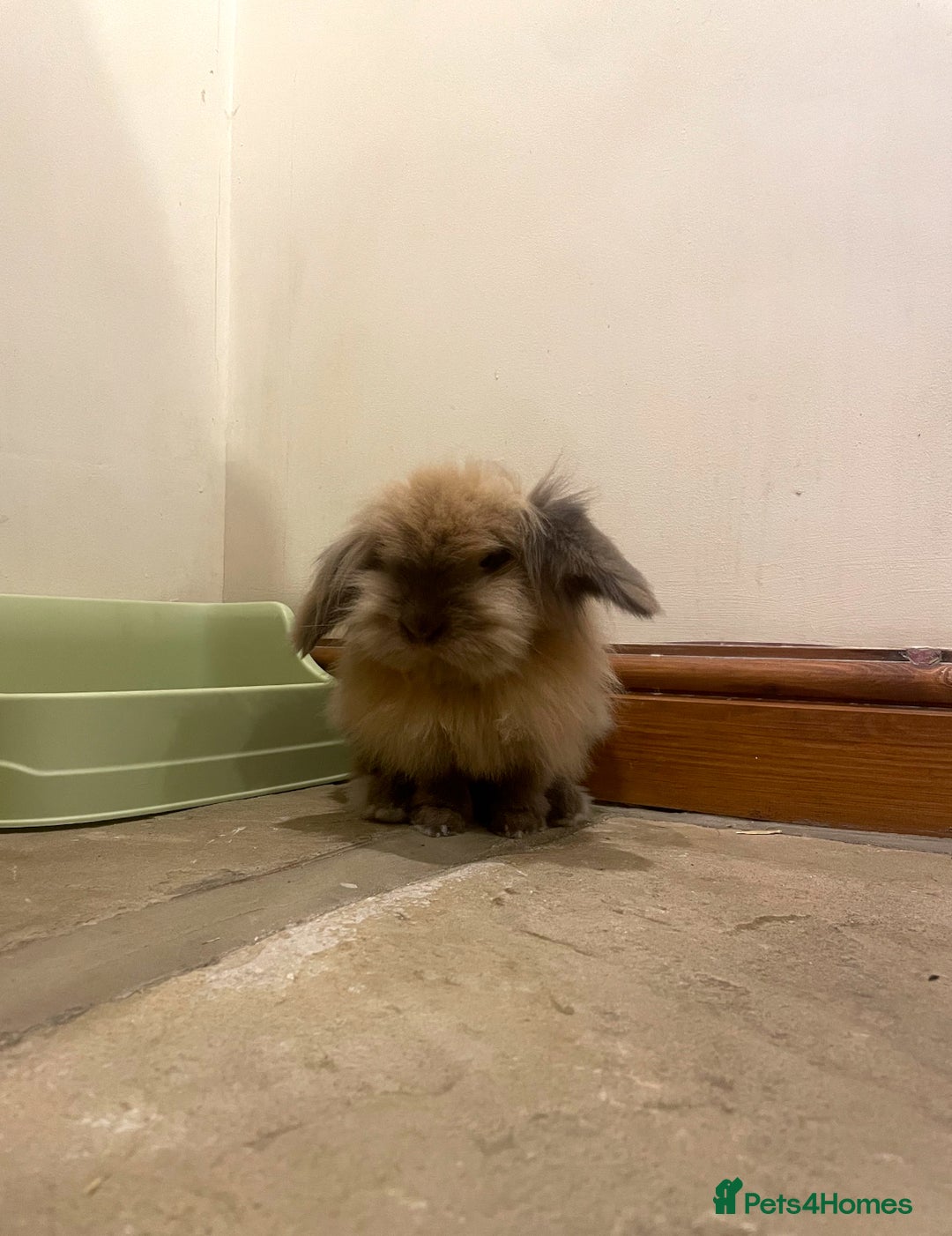 Lionhead rabbits for sale: House rabbits (Must go separate) - Advert 3