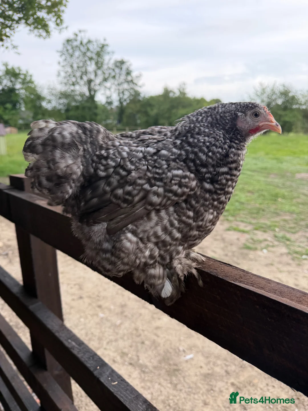 Chickens poultry for sale: Pekin Bantam Hens in a range of breeds  - Advert 6