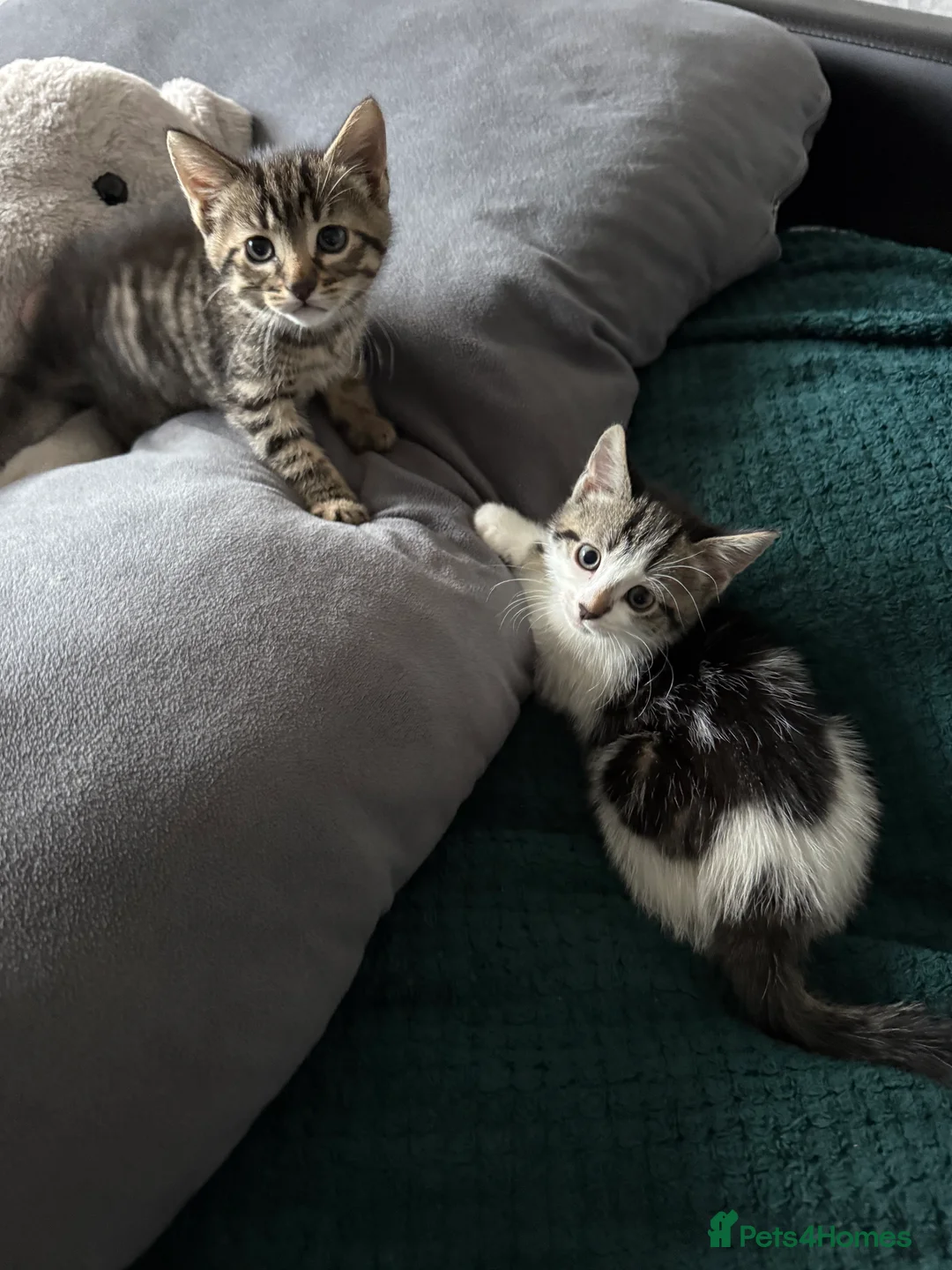 Mixed Breed cats for sale: Two kittens  - Advert 7