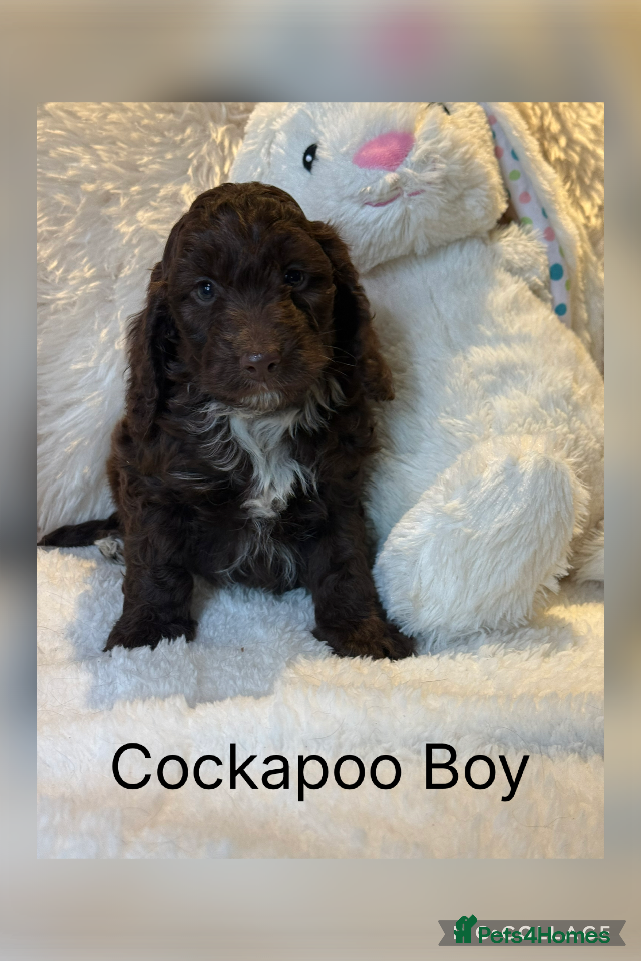 Cockapoo dogs F1 Show Cockapoo’s - Advert 4