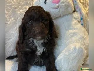 Cockapoo dogs F1 Show Cockapoo’s - Advert 4