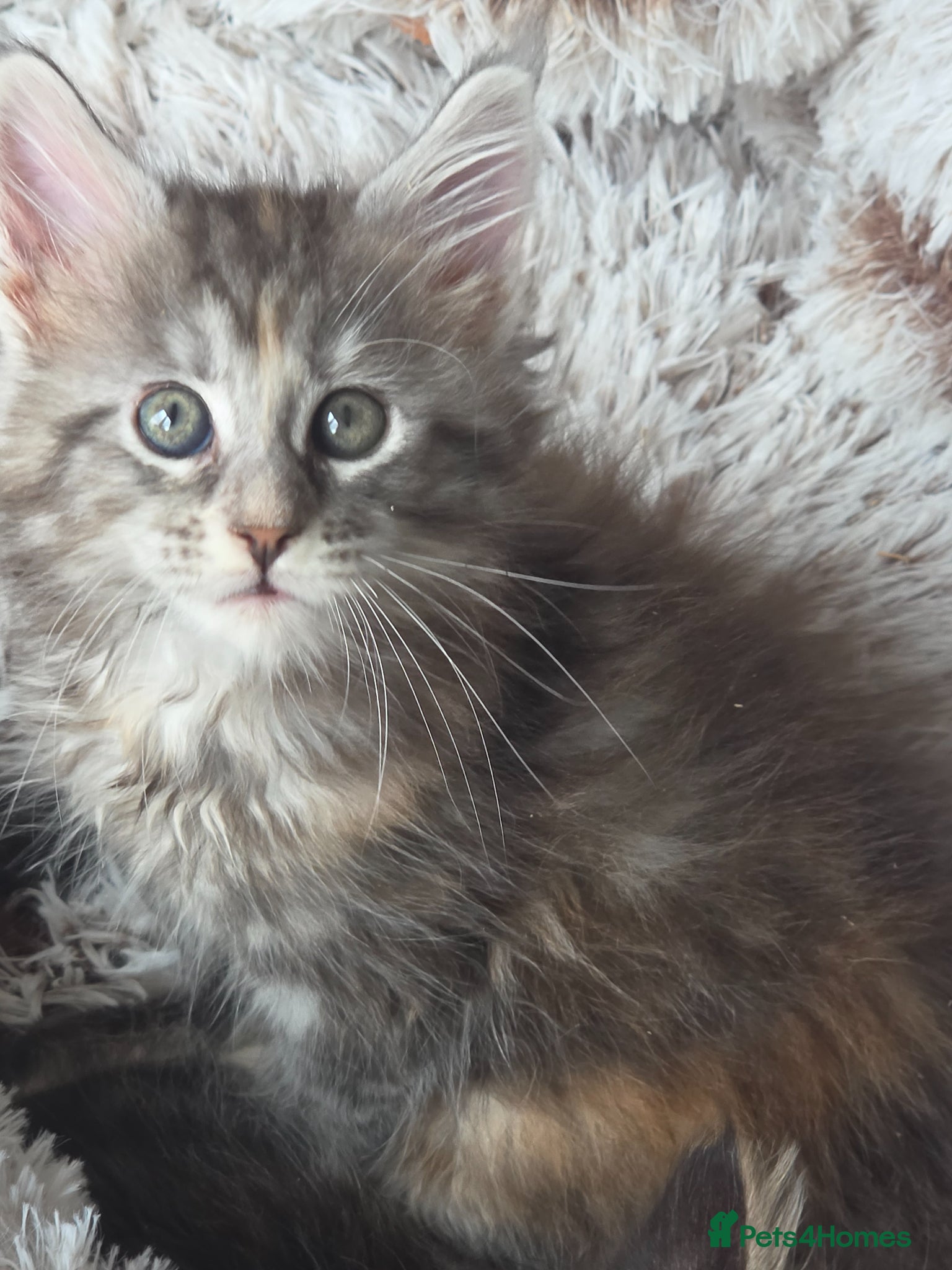 Maine Coon cats Maine coon kittens Ready Now - Advert 2