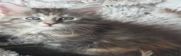 Maine Coon cats for sale: Maine coon kittens Ready Now - Advert 8
