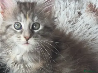 Maine Coon cats Maine coon kittens Ready Now - Advert 2
