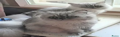 Persian 4