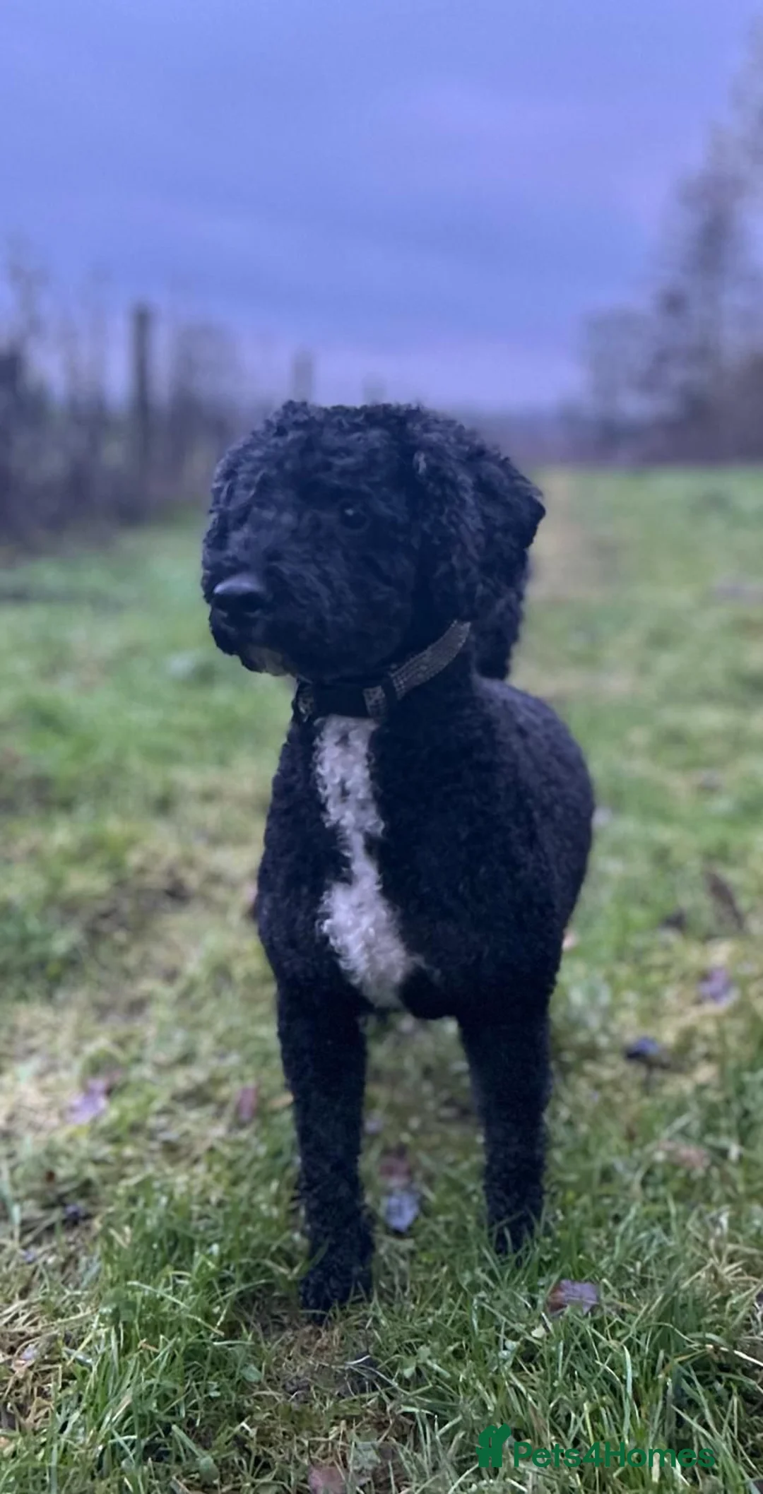 Mixed Breed dogs for adoption: 💙BUDDY💙 6-year-old lively & loving Cockapoo boy  - Advert 1