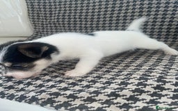Jack Russell dogs for sale: Jack Russell girl puppy - Image 6
