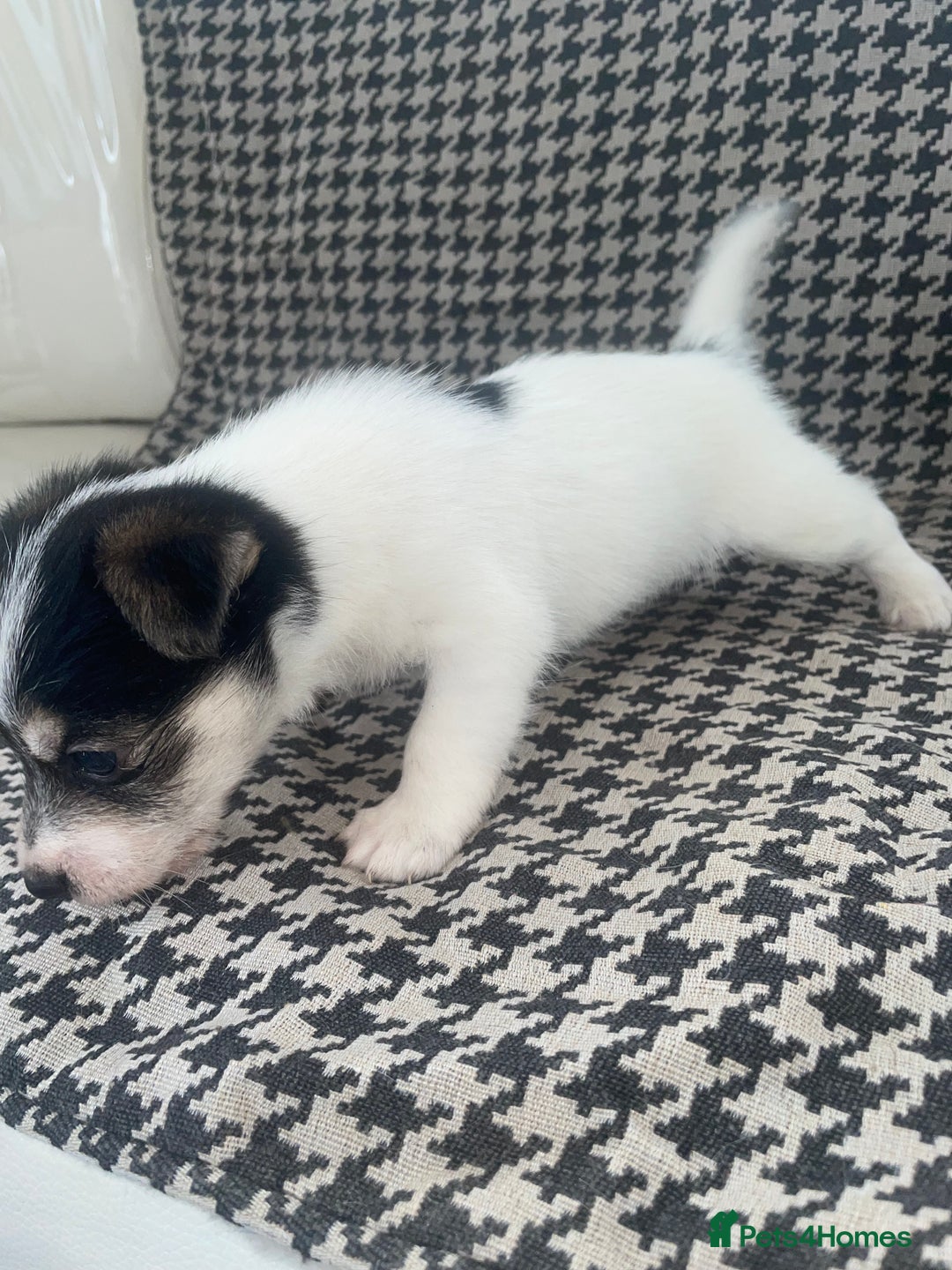 Jack Russell dogs for sale: Jack Russell girl puppy - Image 6