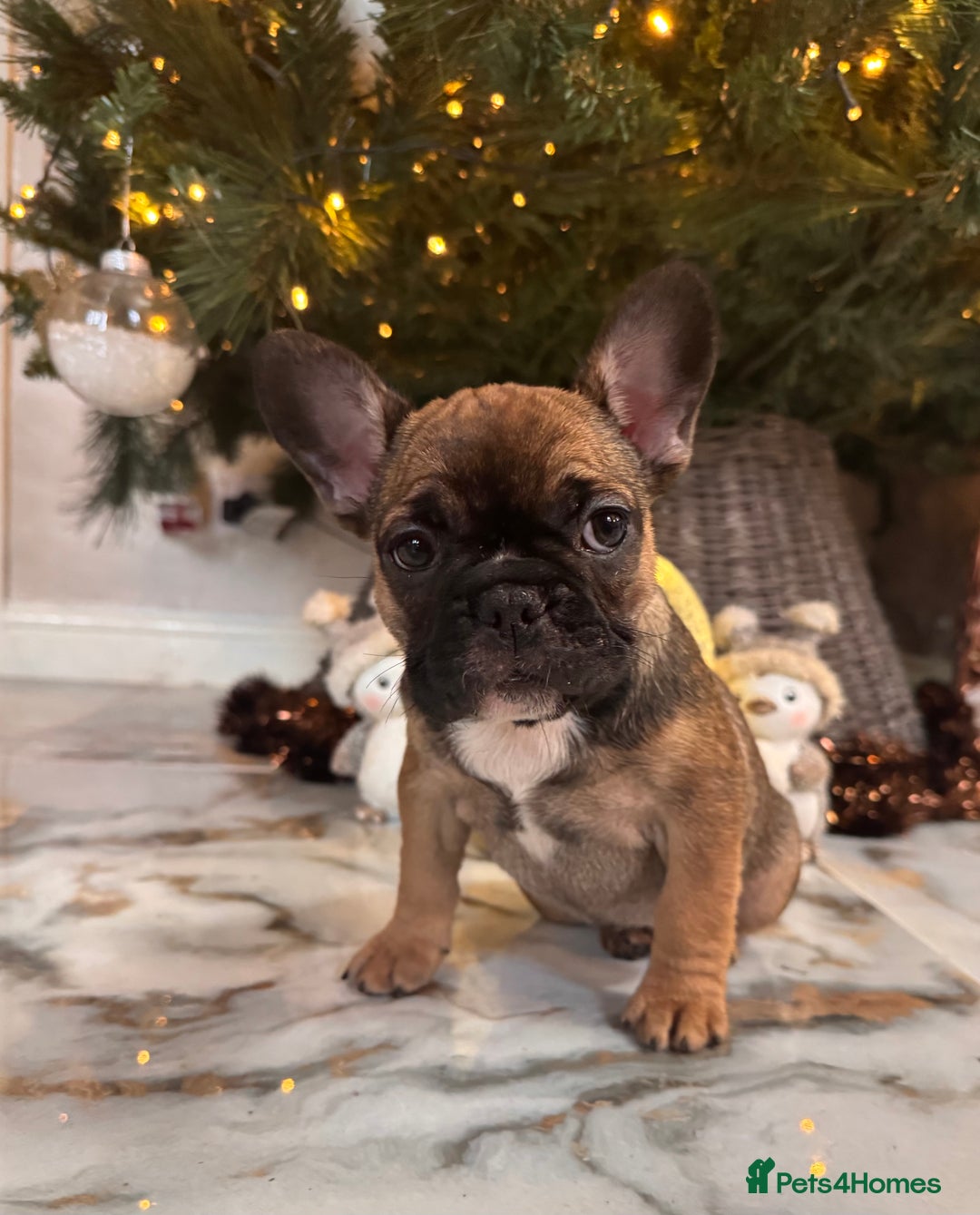 French Bulldog dogs for sale: Champion Sired last female Fawn French bulldog - Advert 34
