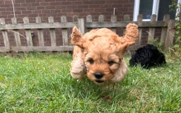 Mixed Breed dogs for sale: 💜💛🧡 PREMIUM CAVAPOOS READY TO GO 💜💛🧡 - Image 13