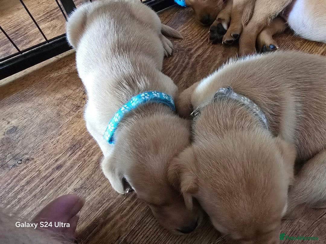 Labrador Retriever dogs for sale: KC REG Lab puppys x 2/11 ready to take home - Image 32