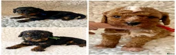 Cavapoo dogs for sale: Amazing Quality f1b Toy Cavapoo babies  - Advert 2
