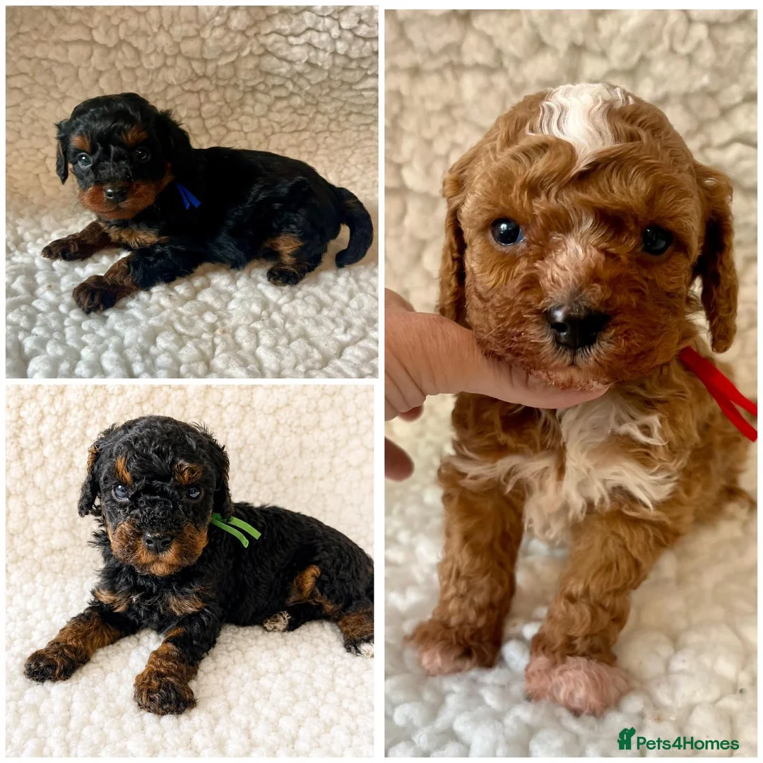 Cavapoo dogs for sale: Amazing Quality f1b Toy Cavapoo babies  - Advert 2