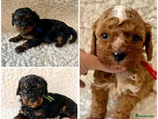 Cavapoo dogs Amazing Quality f1b Toy Cavapoo babies - Advert 14