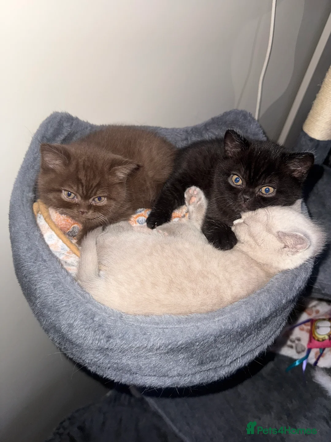 British Shorthair cats for sale: Champion Line British Shorthair Kittens - Advert 8