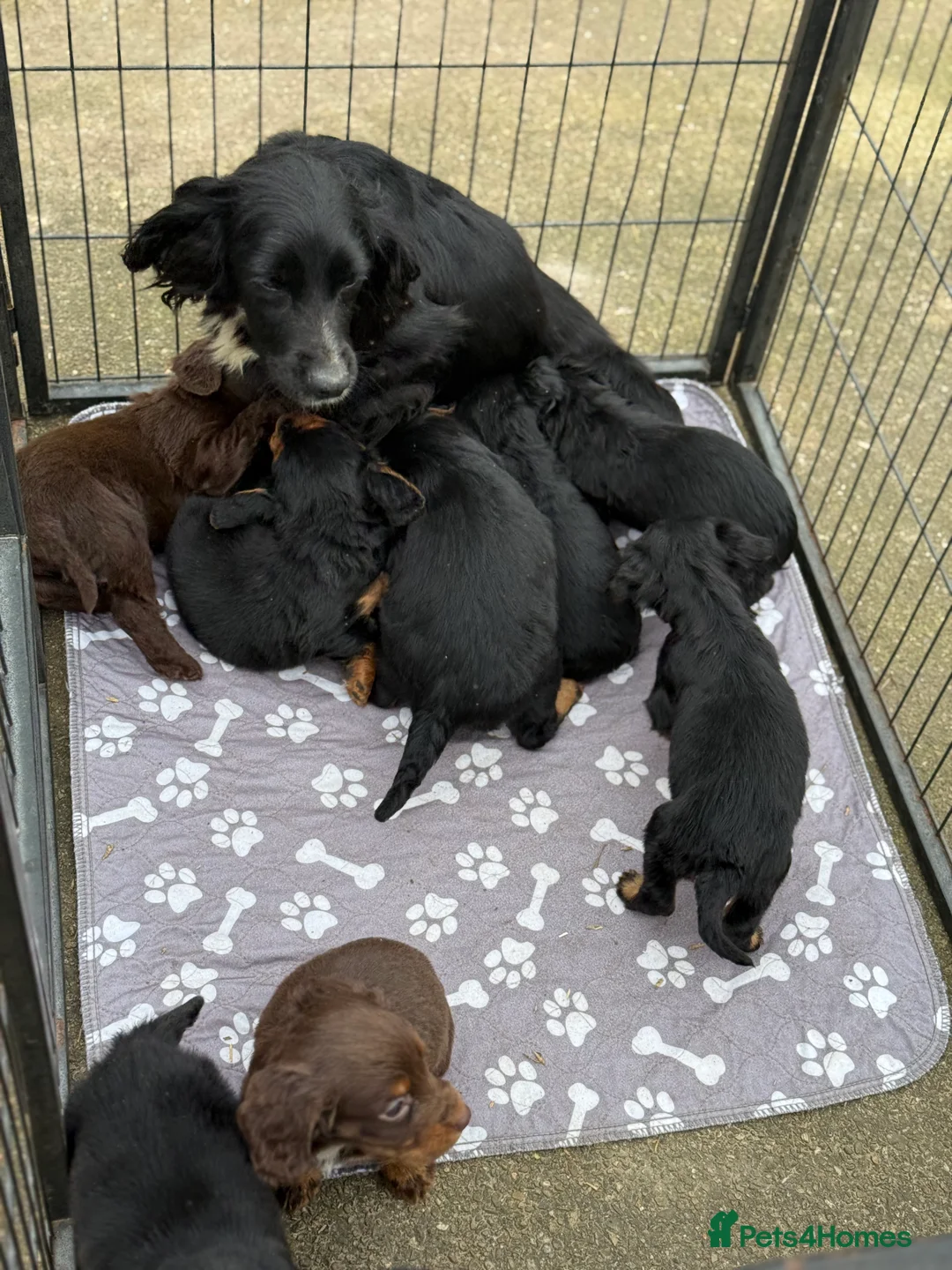 Cocker Spaniel dogs for sale: Cocker spaniel puppies  - Advert 1