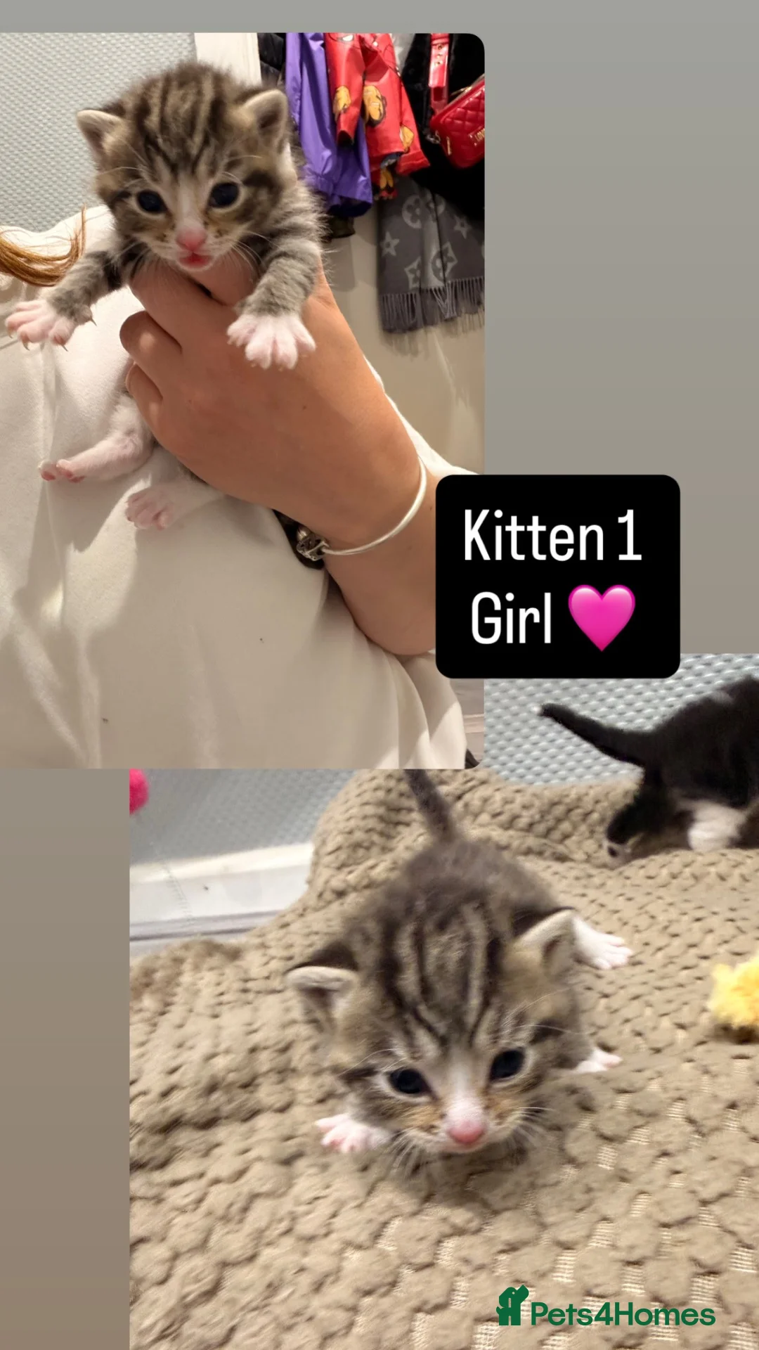 Mixed Breed cats for sale: 8 gorgeous kittens  - Advert 2