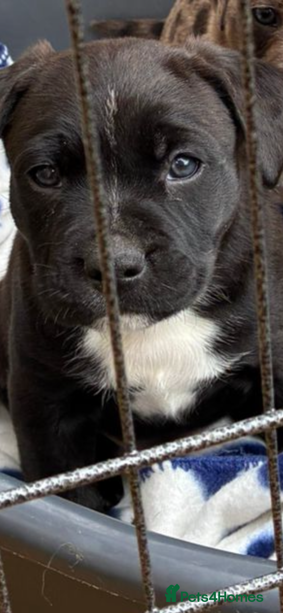 Mixed Breed dogs Staff cross puppies, great characters markings - Advert 5