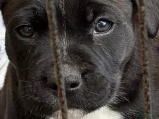 Mixed Breed dogs Staff cross puppies, great characters markings - Advert 5