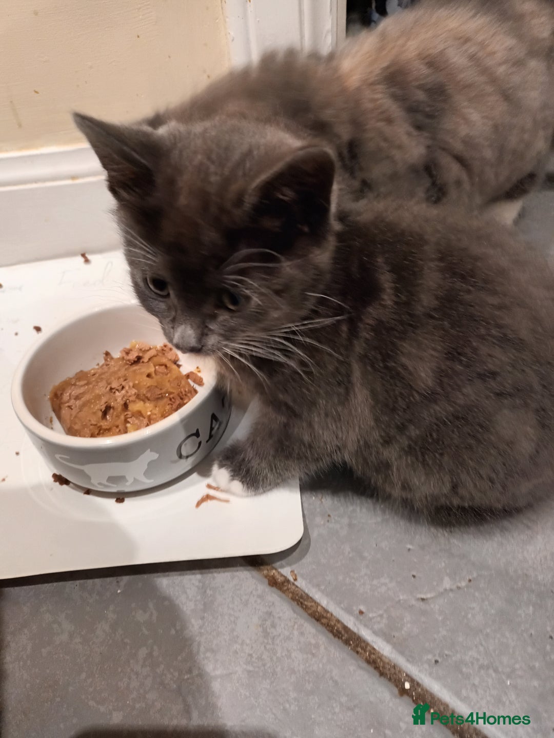 Domestic Shorthair cats for sale: Kittens  - Image 9