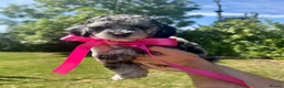 Shihpoo dogs for sale: Stunning Shihpoo FB1 Puppies in Wickford - Advert 4
