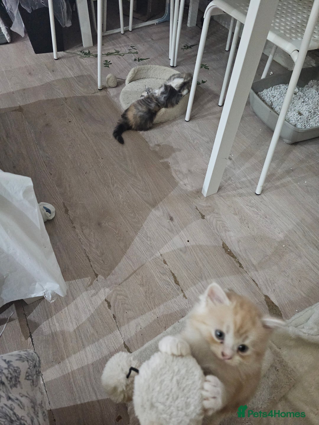 Persian cats for sale: Adorable Persian kittens - Advert 13