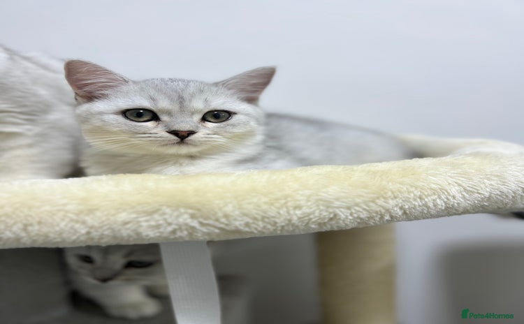 British Shorthair cats - Advert 5