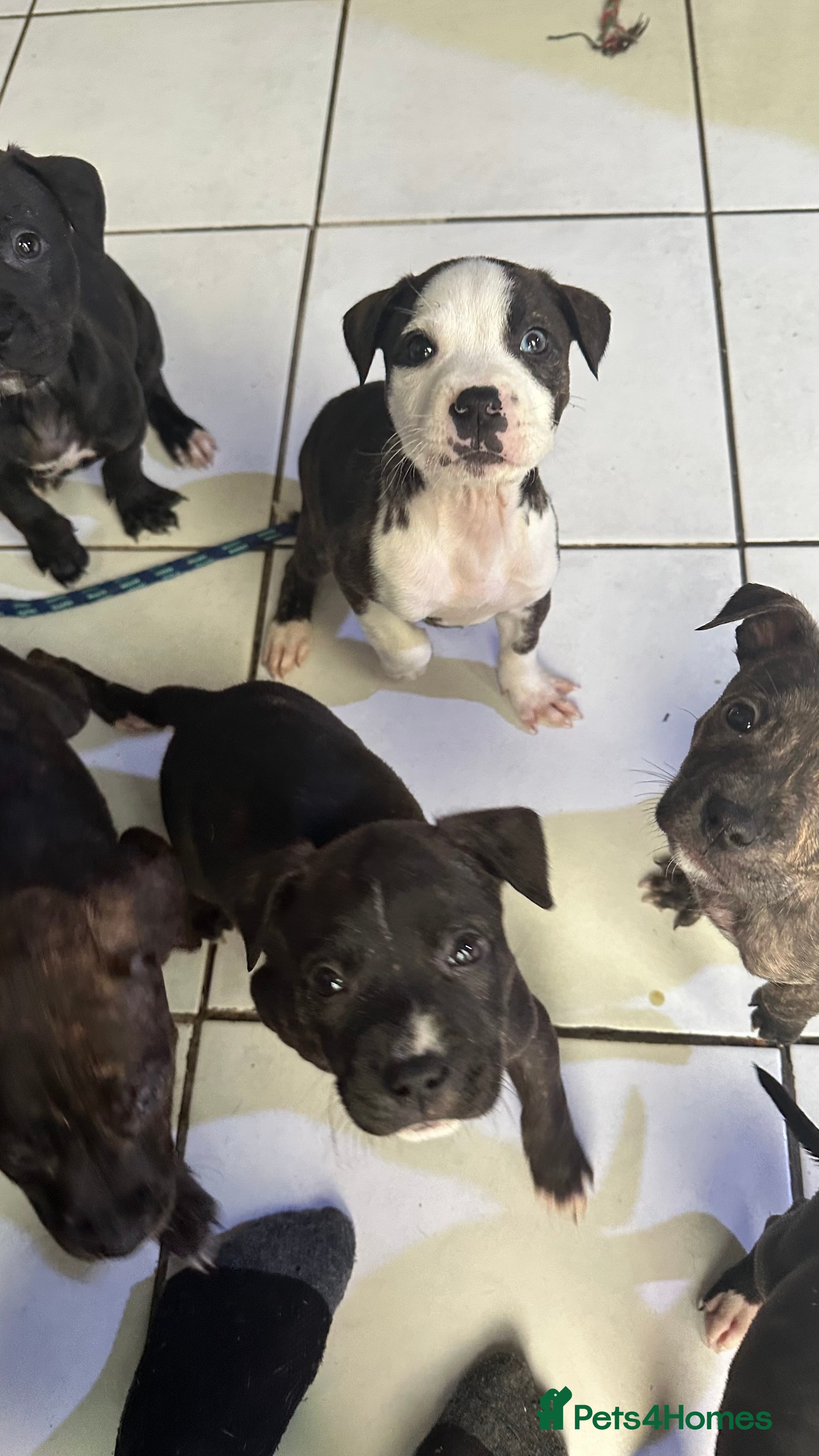 Mixed Breed dogs Staff x lurcher puppies  - Advert 2