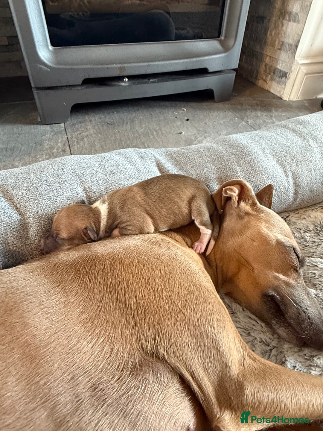 Italian Greyhound dogs for sale: Italian greyhound 4 gorgeous boys 💙 - Image 2