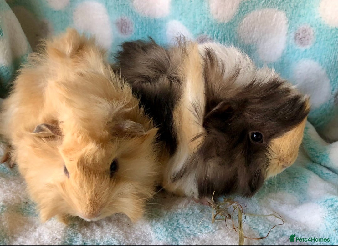 Guinea Pig rodents for sale: Baby Peruvian longhaired brothers  - Advert 6
