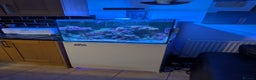 Other/Mixed Breed fish for sale: Fishtank with liverock, equipment, corals, + fish. - Advert 2
