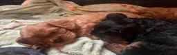 Cavalier King Charles Spaniel dogs for sale: Beautiful Cavalier King Charles Spaniel Puppies in Preston - Advert 3