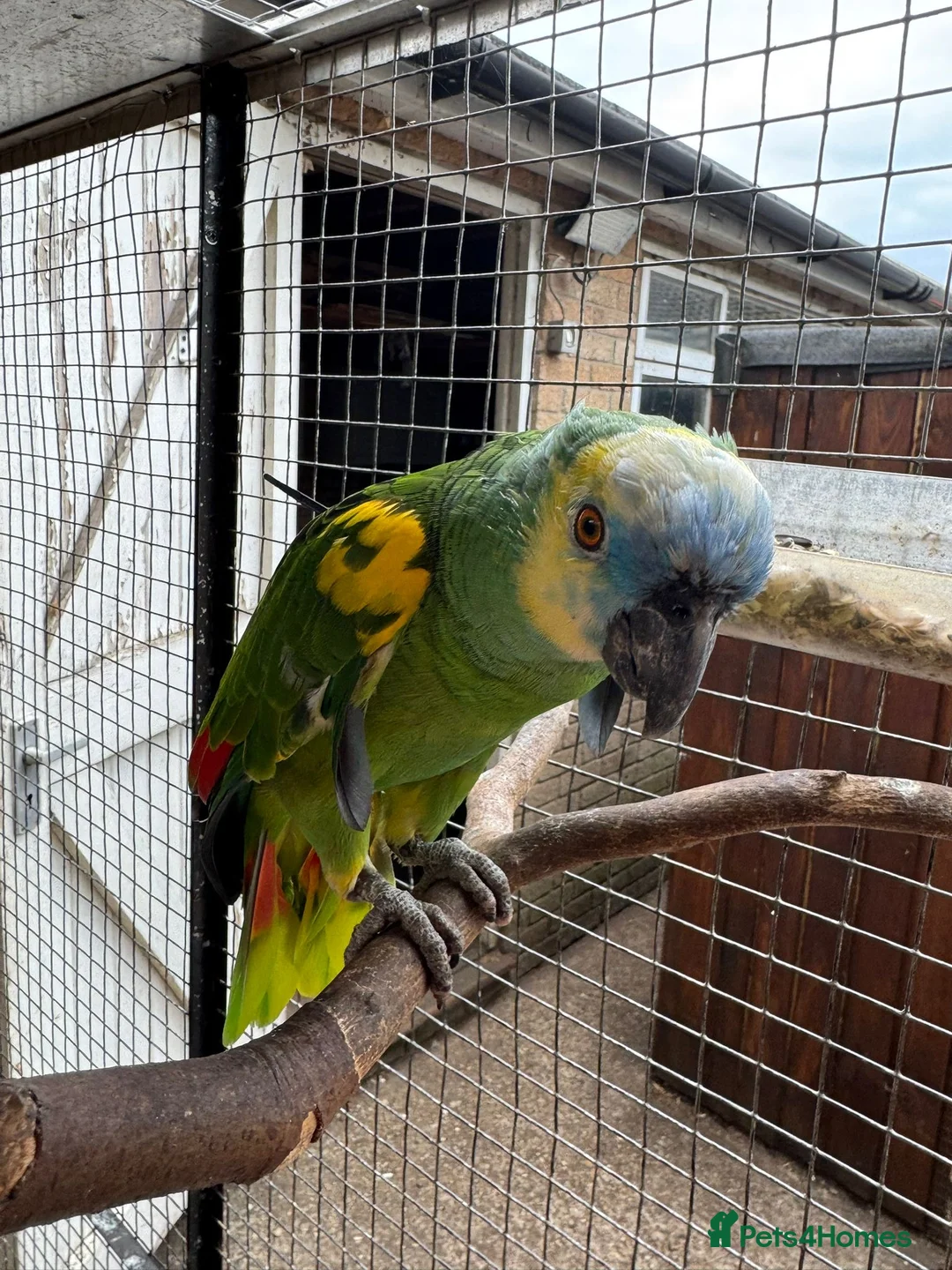 Parrots birds for sale: Blue headed Amazon Parrot - Advert 2