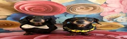 Miniature Dachshund dogs for sale: Male Miniature Dachshund For Sale  - Advert 6