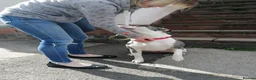 Mixed Breed dogs for adoption: ‼️ URGENT FOSTER NEEDED: LINA in Burton-on-Trent - Advert 26