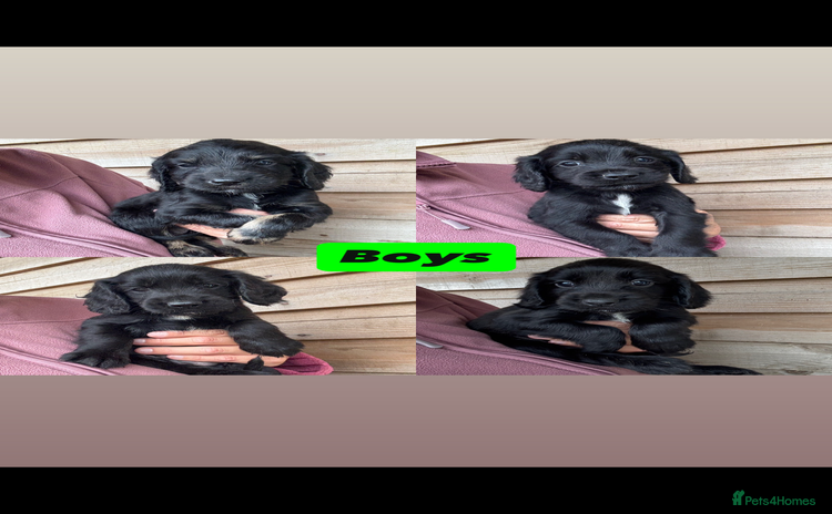 Sprocker dogs - Advert 4