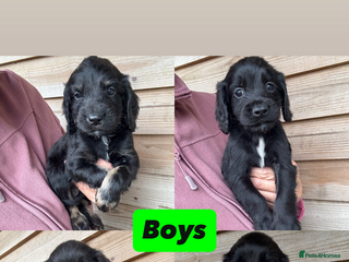 Sprocker dogs - Advert 6