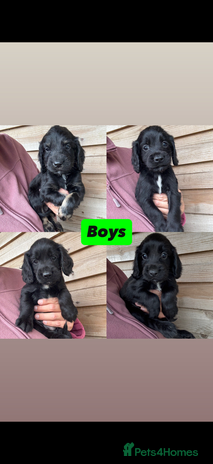 Sprocker dogs - Advert 1