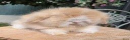 Angora rabbits for sale:  Super fluffy baby teddywidders  - Advert 5