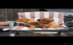 Golden Retriever dogs for sale: Golden Retriever Puppys - Image 4