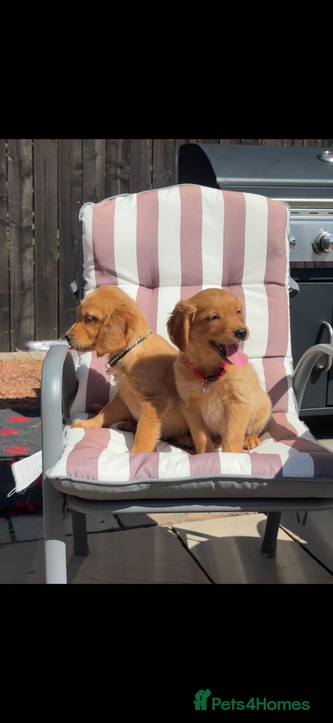 Golden Retriever dogs for sale: Golden Retriever Puppys - Image 4