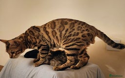 Domestic Shorthair cats for sale: Bengals  - Image 10