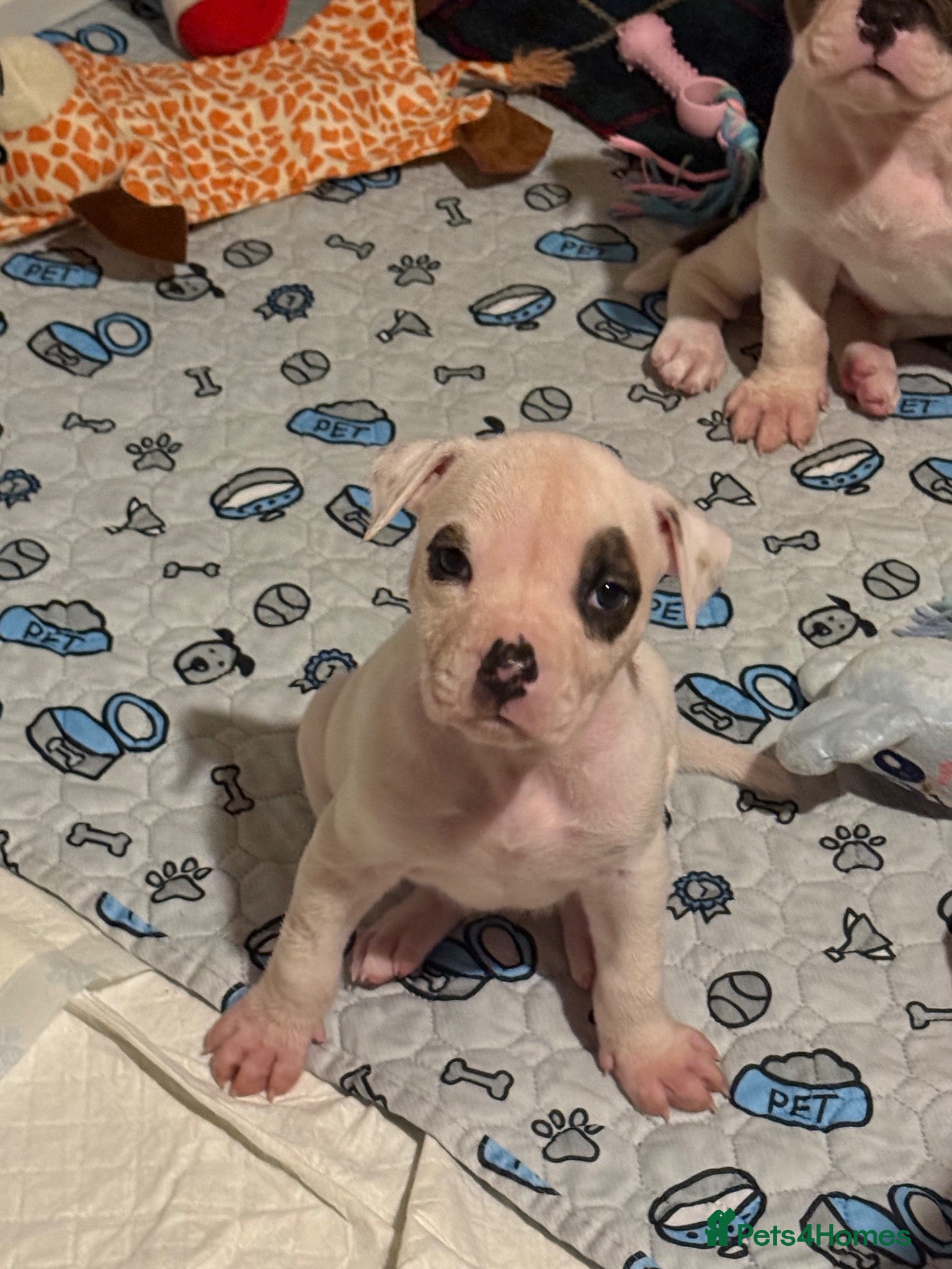 American Bulldog dogs 2 Puppies Left!!! - Advert 9